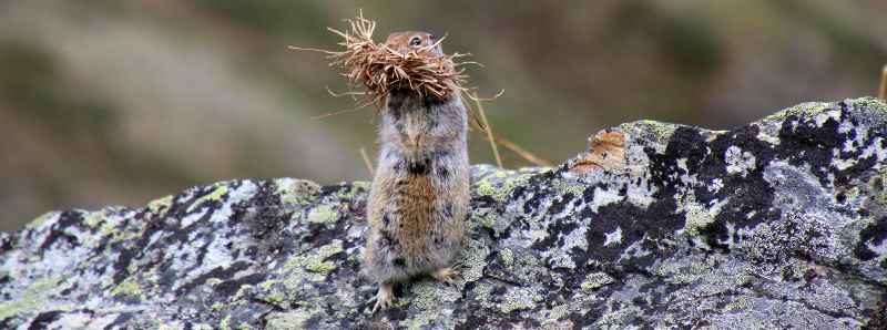 Rifugi climatici della biodiversità